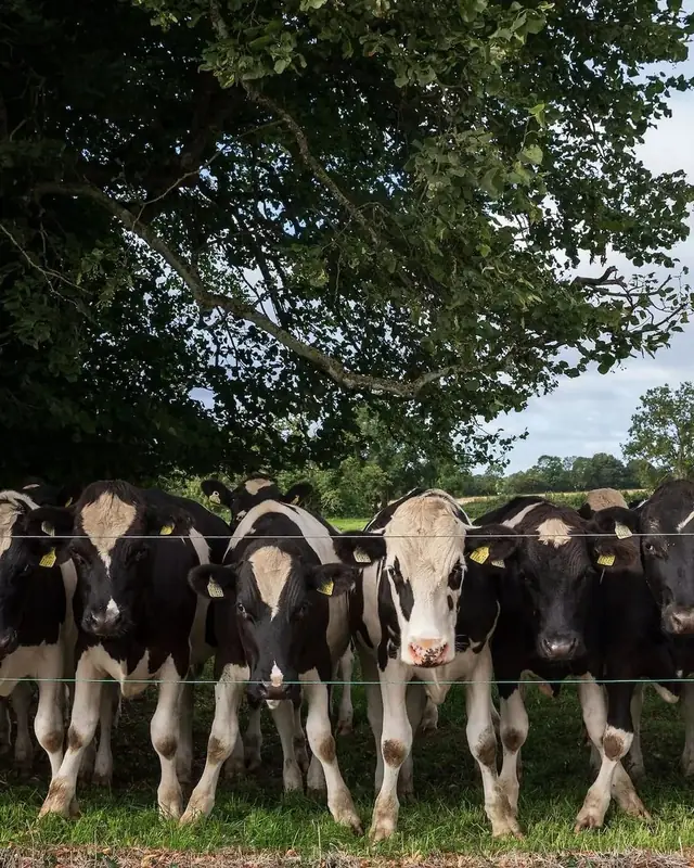 Friesian cattle at a fence on the farm around the house